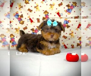Yorkshire Terrier Puppy for sale in WINNSBORO, LA, USA