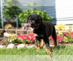 Small Photo #9 Rottweiler Puppy For Sale in NAPPANEE, IN, USA