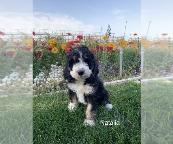 Medium Photo #1 Bernedoodle Puppy For Sale in BURLEY, ID, USA