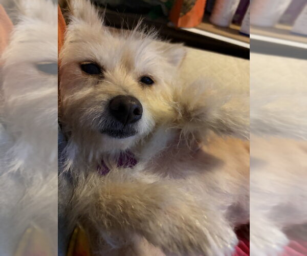 Medium Photo #5 Mutt Puppy For Sale in Mundelein, IL, USA