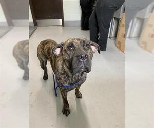 Mutt Dogs for adoption in Corpus Christi, TX, USA