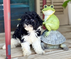 Havapoo Puppy for sale in DUNDEE, OH, USA