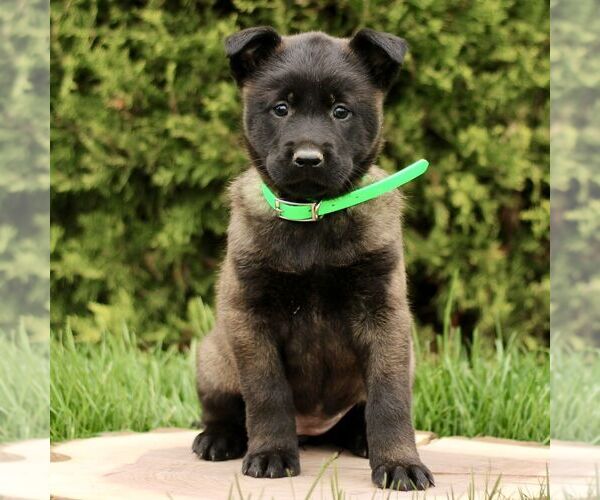 Medium Photo #3 Belgian Malinois Puppy For Sale in RONKS, PA, USA