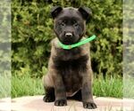 Small #2 Belgian Malinois