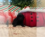 Puppy Puppy 6 Cockapoo