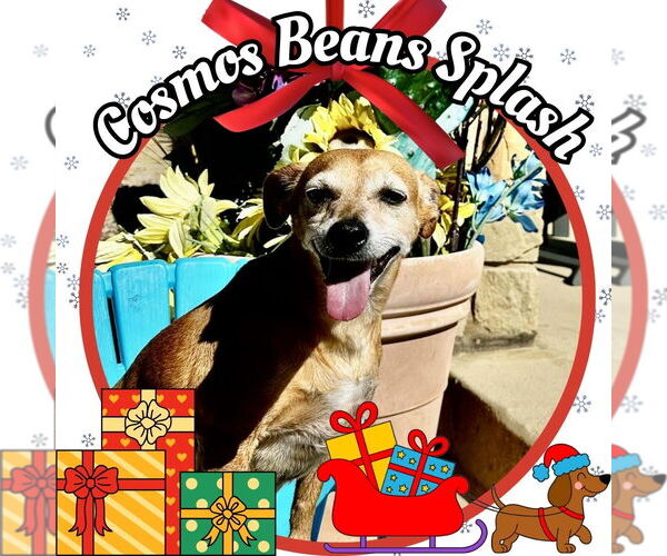 Medium Photo #7 Chiweenie Puppy For Sale in San Antonio, TX, USA