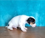 Small Photo #3 Jack Russell Terrier Puppy For Sale in SHAWNEE, OK, USA