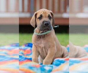 Great Dane Puppy for sale in COLLIERVILLE, TN, USA