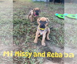 Small #1 Mutt