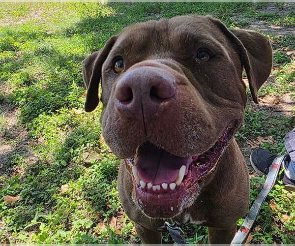 Medium Photo #2 American Staffordshire Terrier-Unknown Mix Puppy For Sale in Ocala, FL, USA