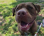 Small #1 American Staffordshire Terrier Mix