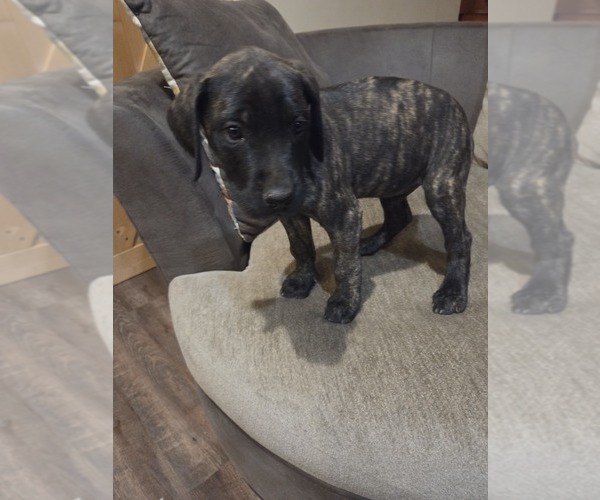 Medium Photo #8 Mastiff Puppy For Sale in WALNUT COVE, NC, USA