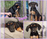 Small #2 Black and Tan Coonhound Mix