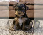 Small Photo #4 Yorkshire Terrier Puppy For Sale in SILVER CREEK, GA, USA