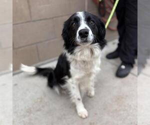 Border Collie Dogs for adoption in Modesto, CA, USA