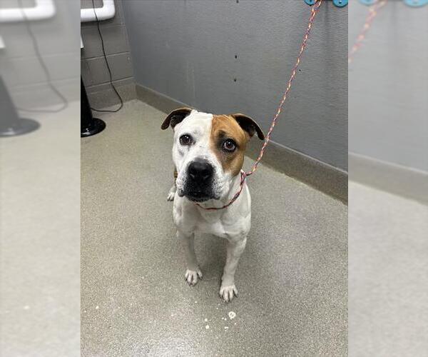 Medium Photo #1 Mutt Puppy For Sale in Las Vegas, NV, USA