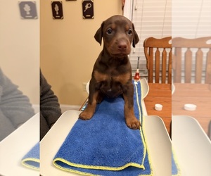 Doberman Pinscher Puppy for sale in PECK, KS, USA