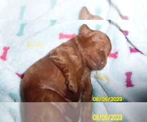 Poodle (Toy) Puppy for sale in DULUTH, GA, USA