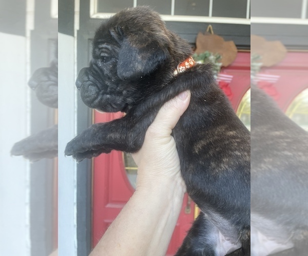 Medium Photo #5 Cane Corso Puppy For Sale in BAKERSFIELD, CA, USA