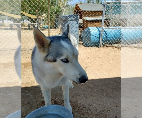 Medium Photo #6 Siberian Husky Puppy For Sale in Apple Valley, CA, USA