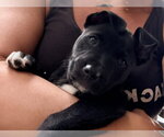 Small #4 Labrador Retriever Mix