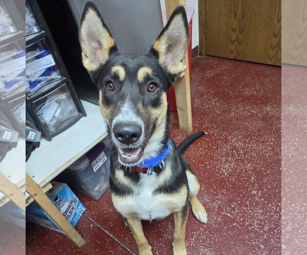 Medium Photo #6 Siberian Husky-Unknown Mix Puppy For Sale in Fargo, ND, USA