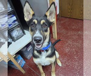 Poo Fighter - Male Siberian Husky-Unknown Mix Dog for Adoption - Photo #6