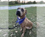 Small #3 American Pit Bull Terrier Mix
