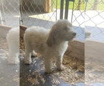 Small Photo #20 Poodle (Standard) Puppy For Sale in CHARITON, IA, USA
