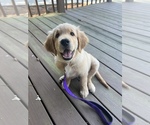 Small Photo #10 Golden Retriever Puppy For Sale in SUWANEE, GA, USA