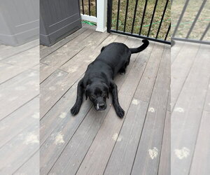Coco Pups : Colette - Female Boxer-Golden Retriever Mix Dog for Adoption - Photo #3