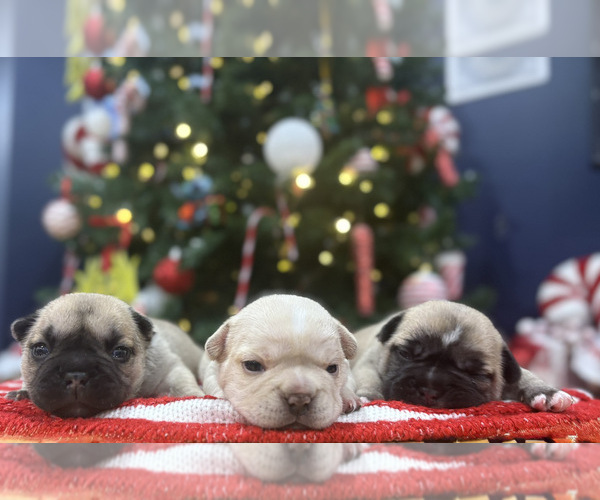 Medium Photo #1 French Bulldog Puppy For Sale in TAUNTON, MA, USA