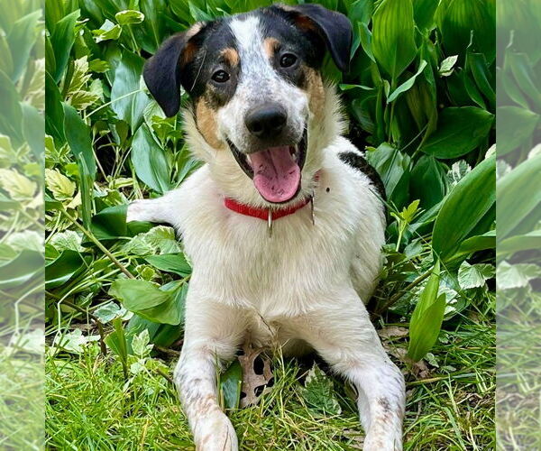 Medium Photo #10 Mutt Puppy For Sale in Canton, CT, USA