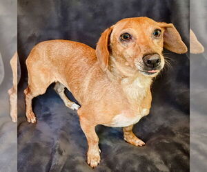Medium Dachshund
