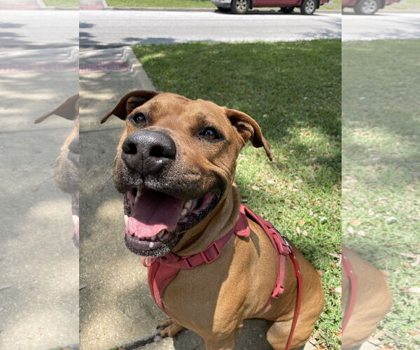 Medium Photo #14 Black Mouth Cur-Unknown Mix Puppy For Sale in Sanford, FL, USA