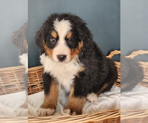 Medium Bernese Mountain Dog