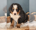 Puppy Dodge Bernese Mountain Dog