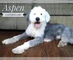 Small Photo #1 Sheepadoodle Puppy For Sale in SEYMOUR, MO, USA