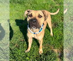 Small #5 Boxer Mix
