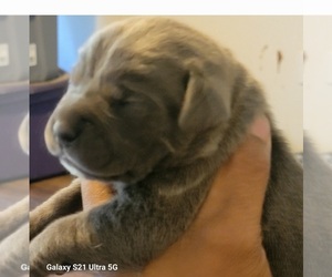 Cane Corso Puppy for sale in SALISBURY, NC, USA