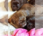 Small Photo #8 Shih Tzu Puppy For Sale in FANNING SPGS, FL, USA