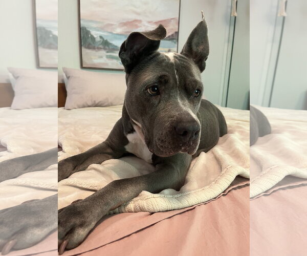 Medium Photo #10 American Pit Bull Terrier Puppy For Sale in Techny, IL, USA