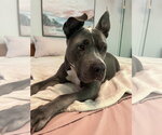 Small Photo #10 American Pit Bull Terrier Puppy For Sale in Techny, IL, USA