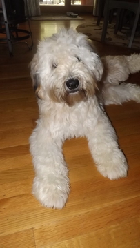 Medium Photo #1 Soft Coated Wheaten Terrier Puppy For Sale in THOMASVILLE, NC, USA