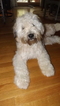 Small Photo #1 Soft Coated Wheaten Terrier Puppy For Sale in THOMASVILLE, NC, USA