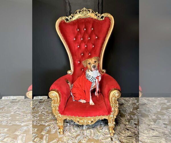 Medium Photo #8 American Pit Bull Terrier-Unknown Mix Puppy For Sale in Germantown, OH, USA