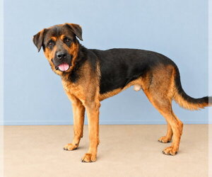 AL - Male Rottweiler-Unknown Mix Dog for Adoption - Photo #2