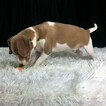 Small Photo #12 Beagle Puppy For Sale in CHATTANOOGA, TN, USA