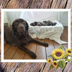 Father of the Labrador Retriever puppies born on 04/22/2018