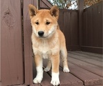 Small Photo #2 Shiba Inu Puppy For Sale in BLUFORD, IL, USA
